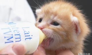 猫咪能喝酸奶吗 猫能不能喝酸奶